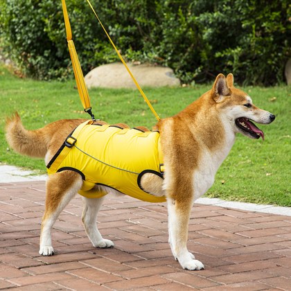Pet-assisted Clothing For Senior Dogs